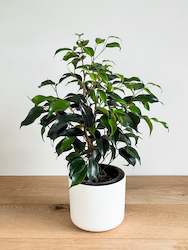 Plant, garden: Ficus Benjamina