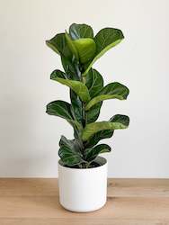 Plant, garden: Ficus Lyrata - Bambino