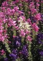 Garden supply: Salvia Tricolour Mix