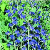 Garden supply: Baptisia wild blue indigo