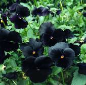 Garden supply: Viola black devil