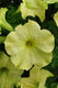 Petunia sophistica lime green F1
