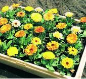 Garden supply: Calendula Dwarf Colours Mixed