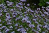 Garden supply: Asperula sweet blue woodruff