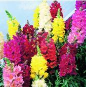 Antirrhinum Madame Butterfly Double mix
