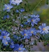 Garden supply: Flax Flowering Sky Blue