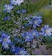 Flax Flowering Sky Blue