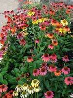 Garden supply: Echinacea Lustre Hybrids