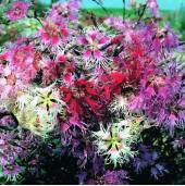 Dianthus Rainbow Loveliness