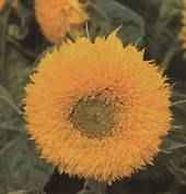 Garden supply: Sunflower Teddy Bear