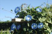 Morning glory heavenly blue (limit 1 pkt per order )