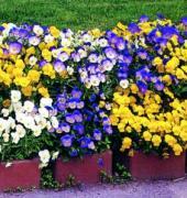Garden supply: Viola edible flower mix