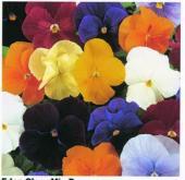 Garden supply: Viola clear colour mix