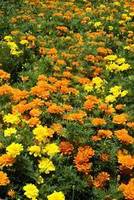 Garden supply: Marigold nemo mix