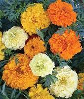 Garden supply: Marigold sugar &. Spice
