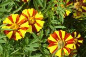 Garden supply: Marigold jolly jester