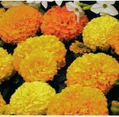 Garden supply: Marigold citrus bedding mix