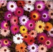 Garden supply: Livingstone daisy sparkles mix