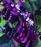 Hyacinth bean vine