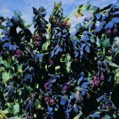 Garden supply: Honeywort pride of gibraltar