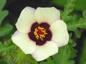 Garden supply: Hibiscus flower of an hour