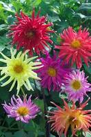 Garden supply: Dahlia cactus flowers