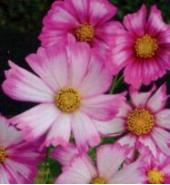 Cosmos candy stripe