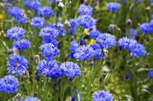 Cornflower dwarf blue