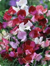 Sweet pea old spice antiques mix