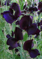 Sweet pea almost midnight