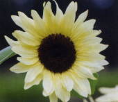 Sunflower vanilla ice