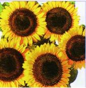 Garden supply: Sunflower taiyo