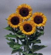 Garden supply: Sunflower pro cut orange F1
