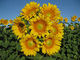 Sunflower pro cut gold F1