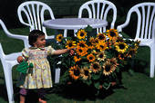 Garden supply: Sunflower petite bouquet F1