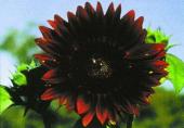 Sunflower moulin rouge F1