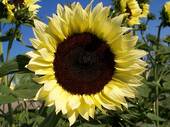 Garden supply: Sunflower lemon sorbet F1