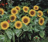 Sunflower big smile F1