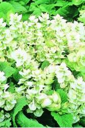 Salvia turkistan white