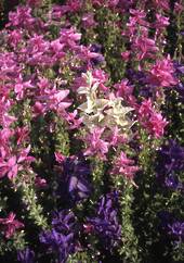 Salvia tricolour mix