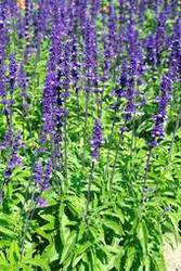 Garden supply: Salvia select blue