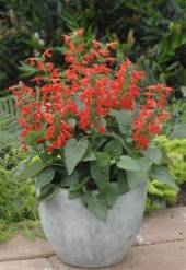 Salvia lady in red