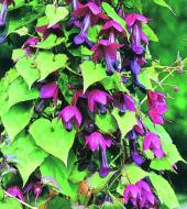 Rhodochiton purple bells