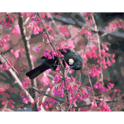 Frontpage: Tui in Cherry Tree