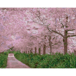 Waikato Cherry Blossoms