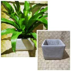 Plants Pots: Cement Cube in White Wash Finish