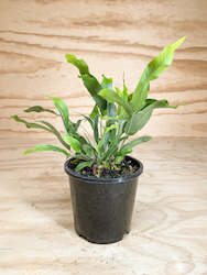 Wholesale Plants: Phlebodium aureum - Blue Star Fern