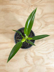 Wholesale Plants: Philodendron martianum - Fat Boy