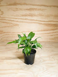 Wholesale Plants: Spathiphyllum - Peace Lily - 10L / 25cm