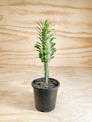 Wholesale Plants: Euphorbia trigona - Castle Cactus - 14cm / 1L